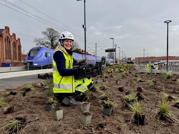 En kvinna i gula arbetskläder sitter i en plantering med små växter omkring sig. Hon har en vit hjälm på huvudet och håller i en låda. I bakgrunden ser man ett lila tåg och två hus. Foto. 