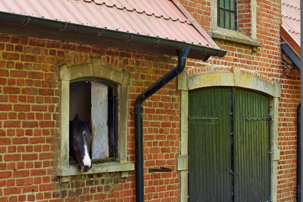 En stor röd tegelbyggnad. En häst tittar ut i en av fönsterna. Foto.