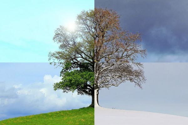 träd i olika årstider