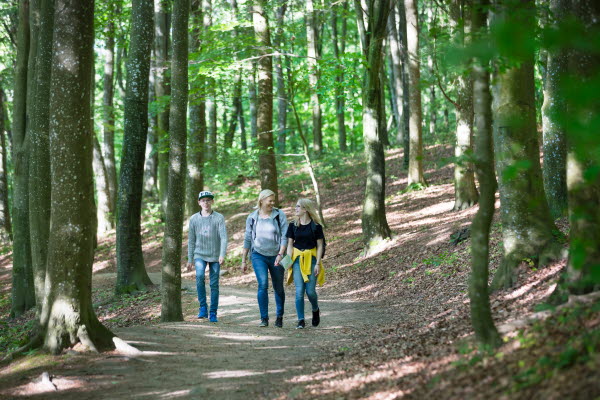 Tre personer går på en stig omringad av stora bokar i en skog. Foto.