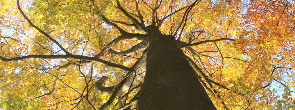 Högt träd med löv. Bild.