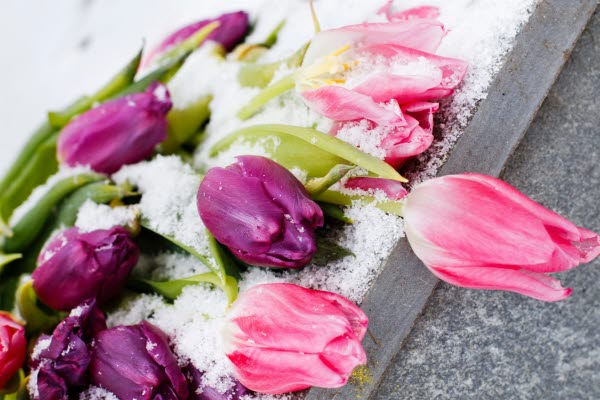 En bukett av rosa och lila tulpaner liggandes i snö på en grav, foto.