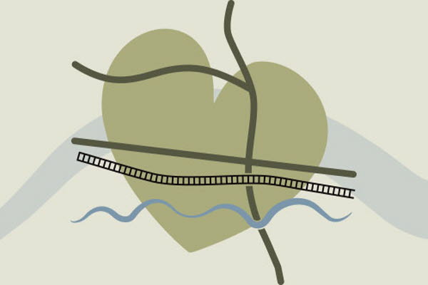 Ett grönt hjärta som korsas av vägar, vattendrag och tågspår. Illustration.