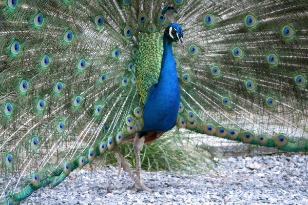 Foto. Påfågel med utfällda fjädrar