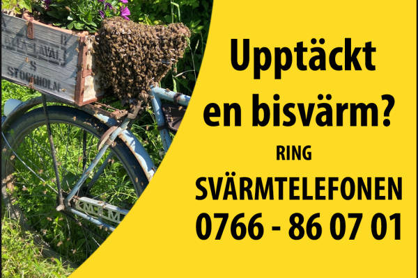 En cykel där sadel är täckt med bi. Foto.