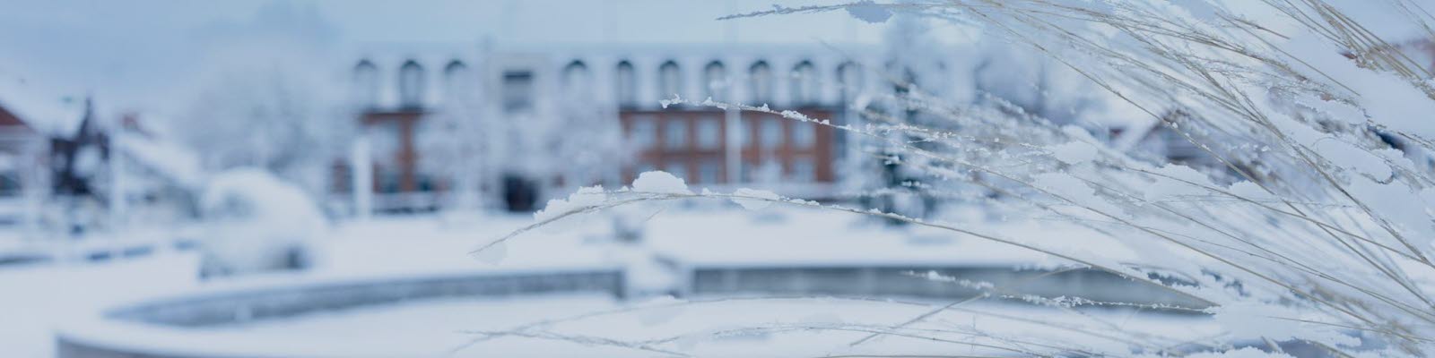 Snö längs en gata och i trädallén. Foto.